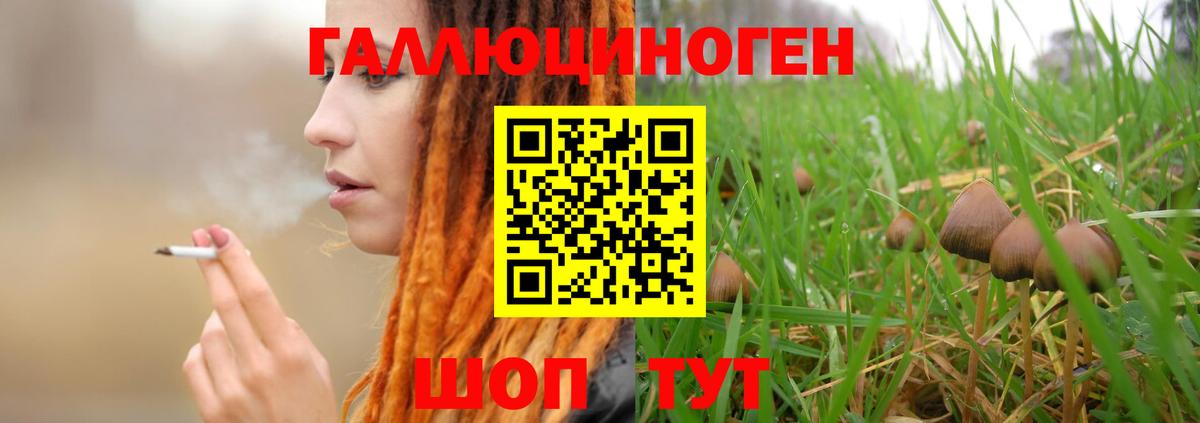 Владивосток  Псилоцибиновые грибы Psilocybe  Вход с VPN 